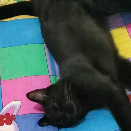 不懂吐司美好的永别了