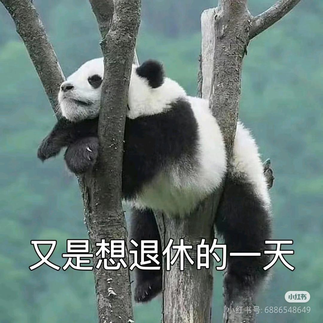 是琪琪子吖🌟