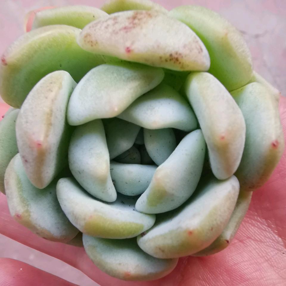 翠花说