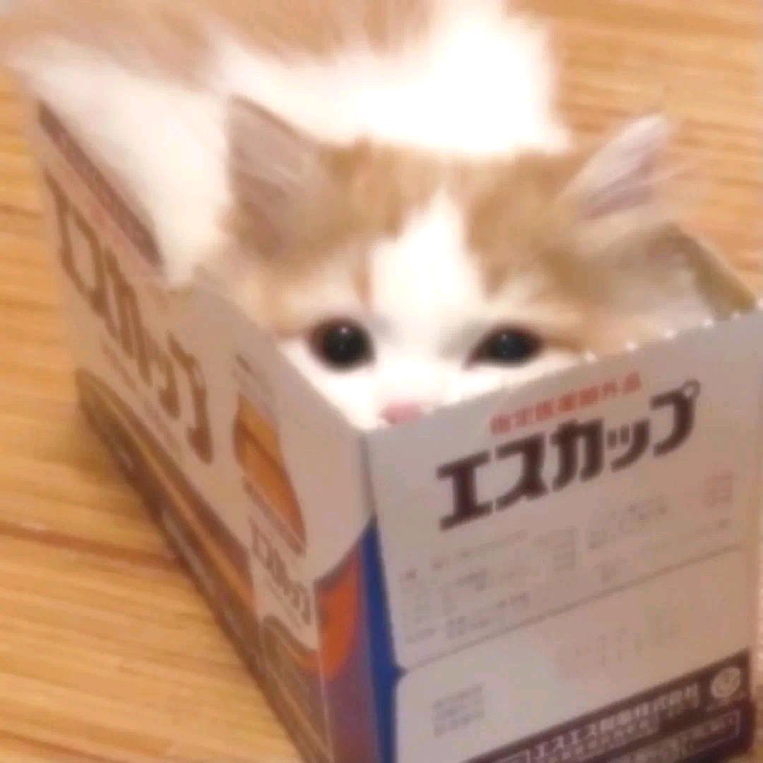 桃酥QwQ