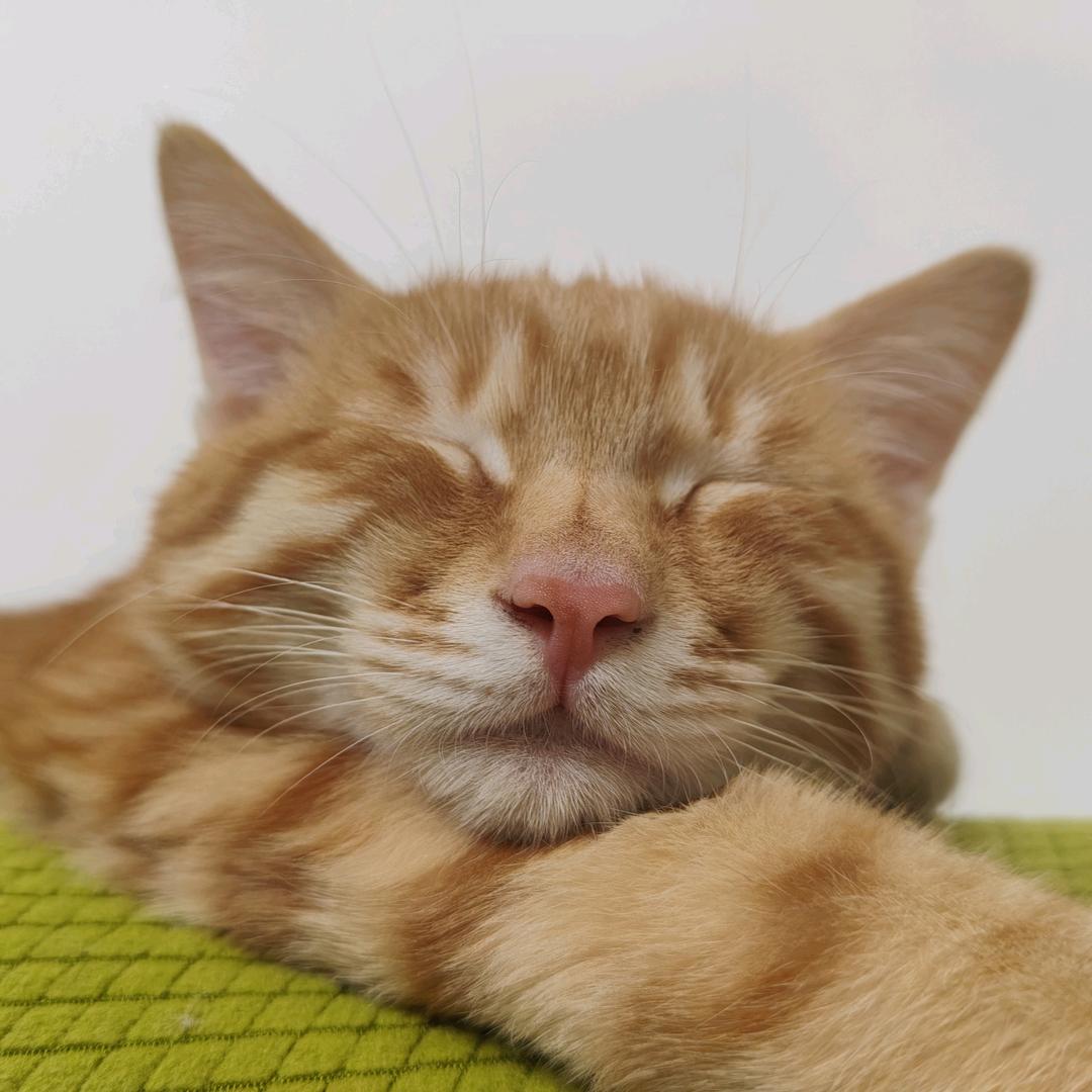 🐱小六儿不流浪