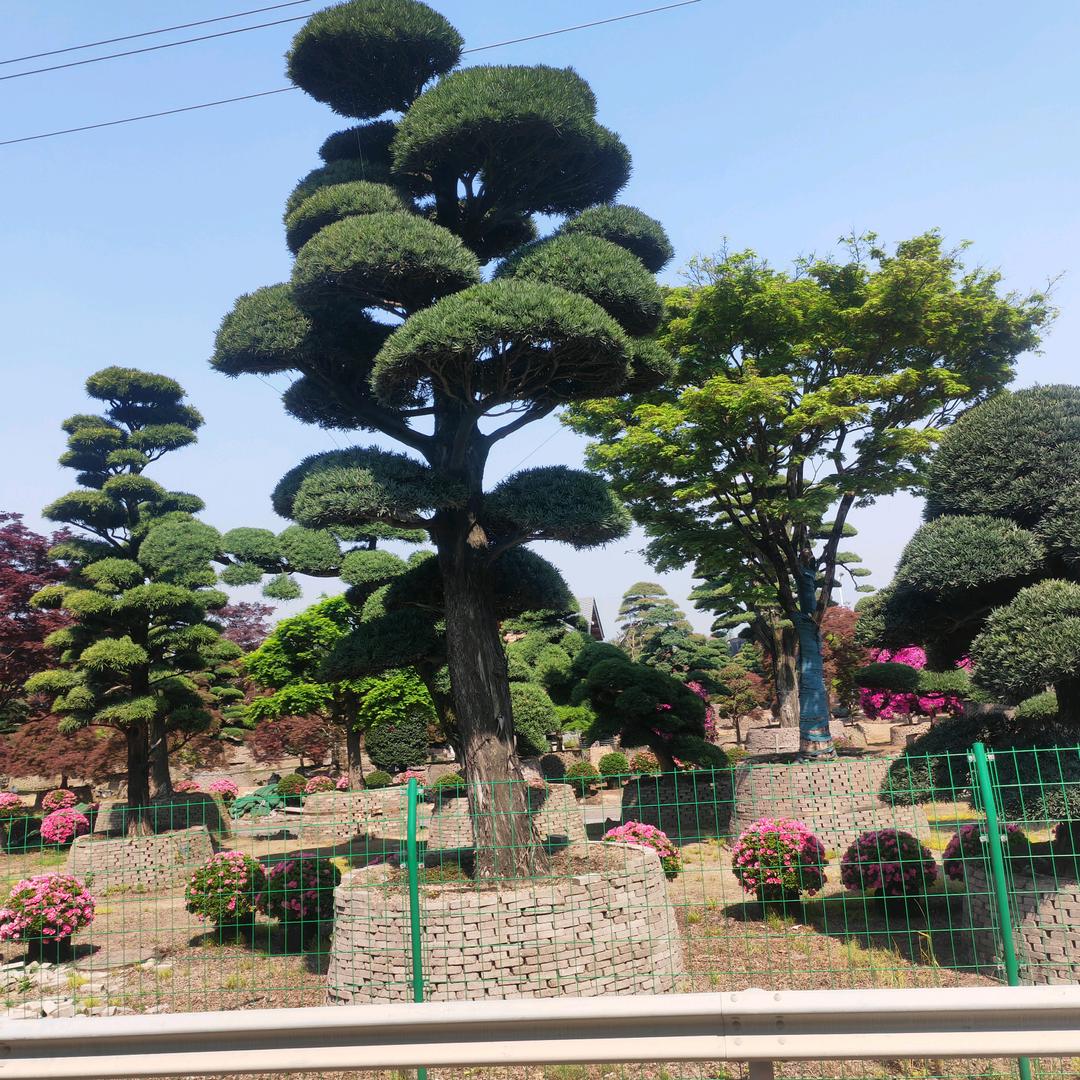 日光倾城未必温暖