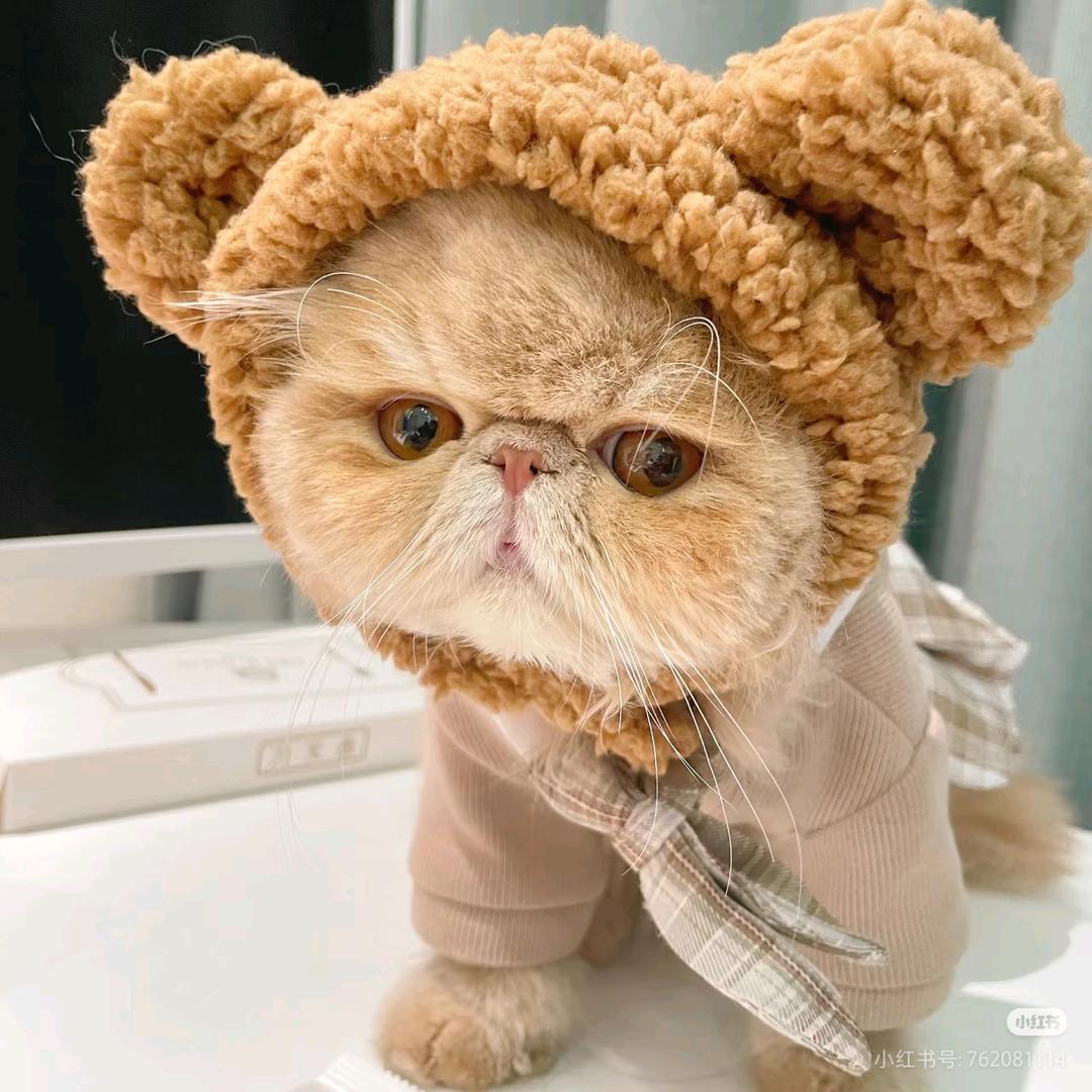 加菲猫