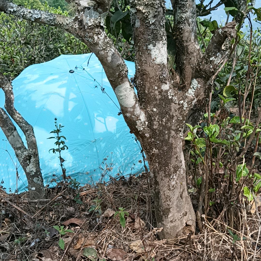 总有一天会出头