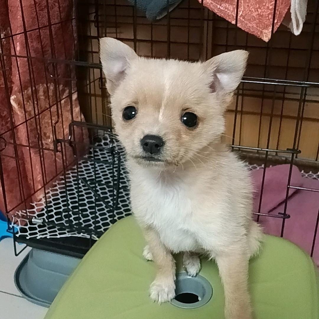 小美