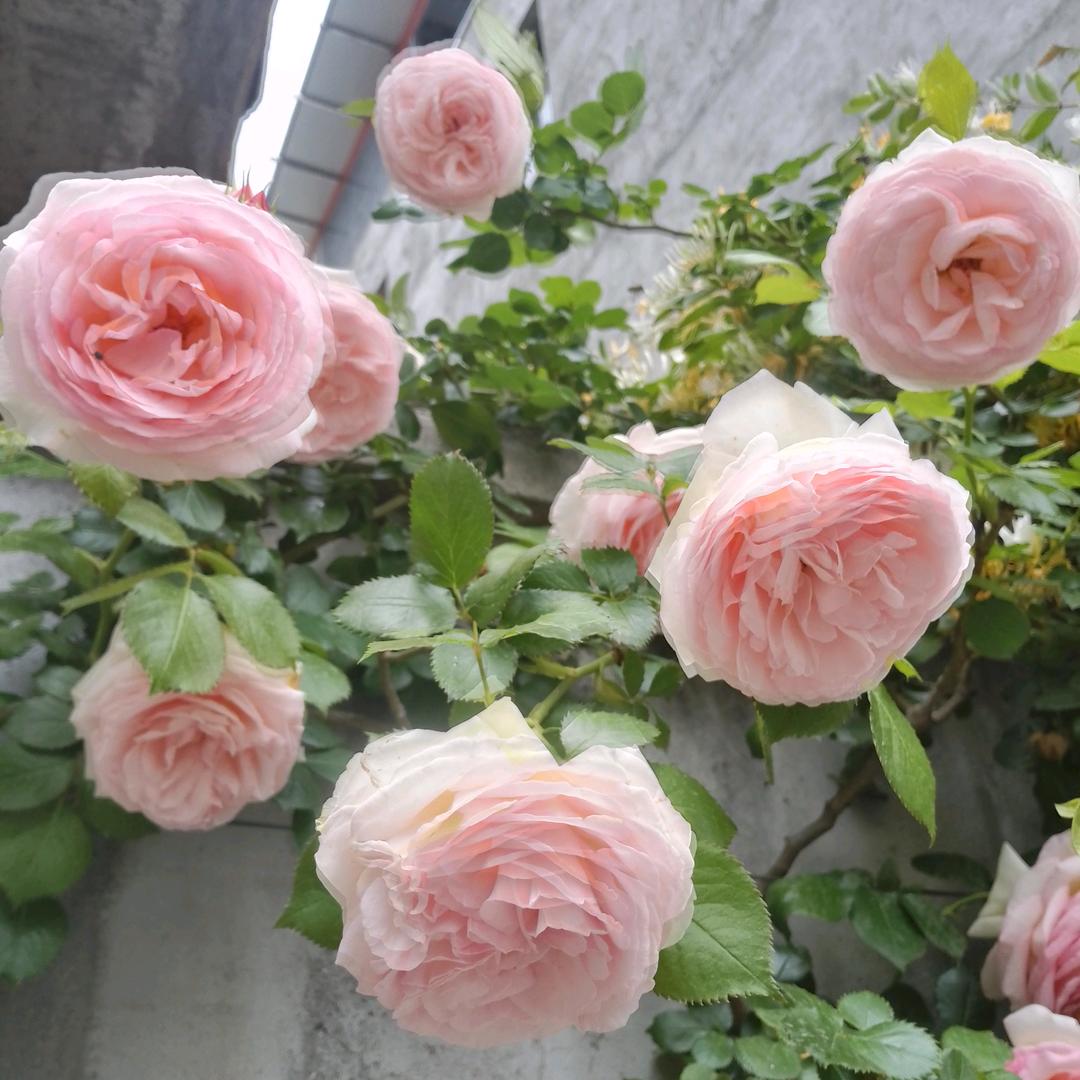 周阳菊花儿