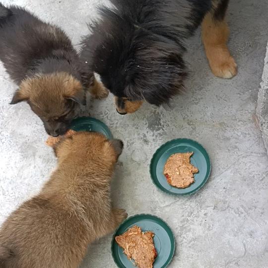 狗狗的幸福生活