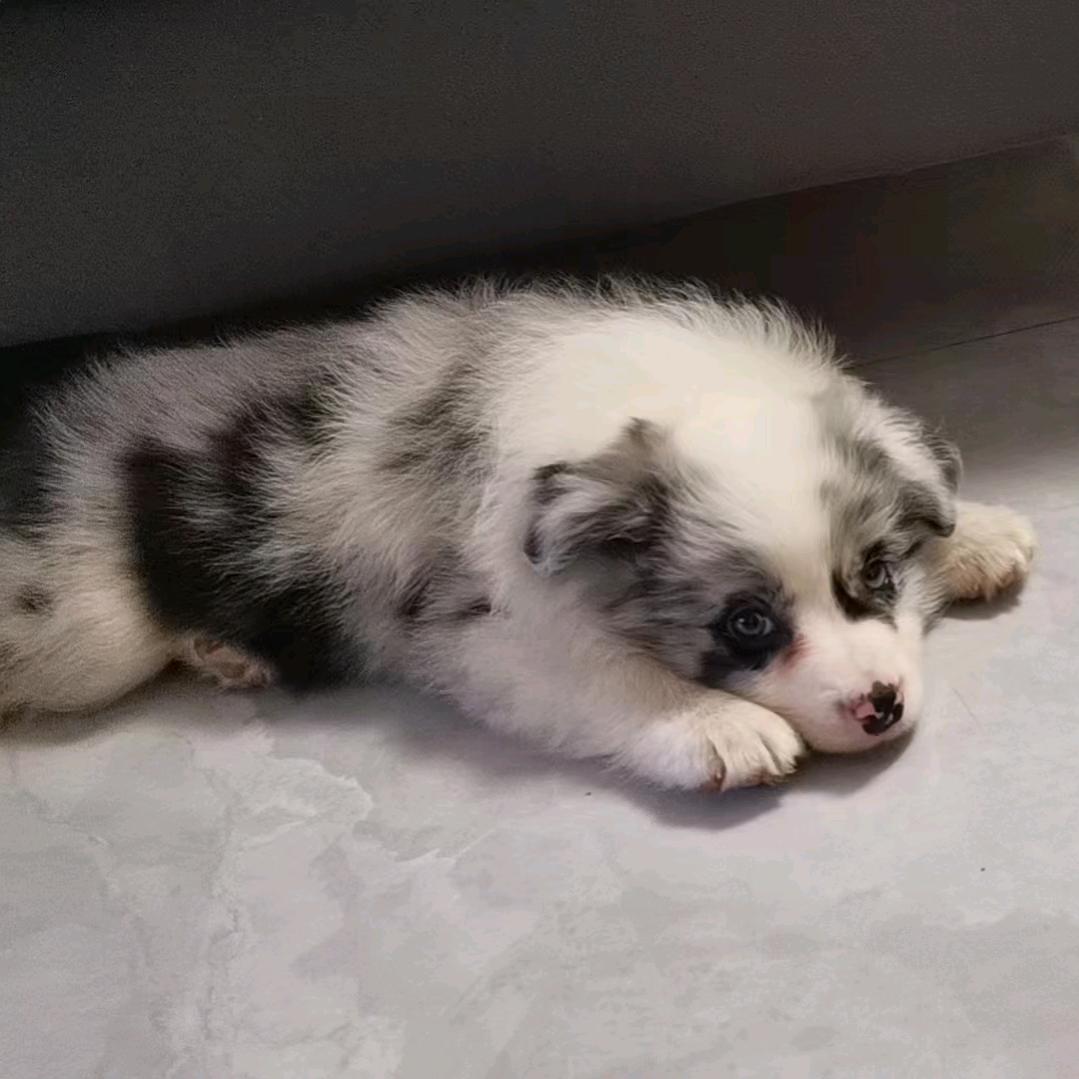 星河入梦id美国肖战，是纯出声