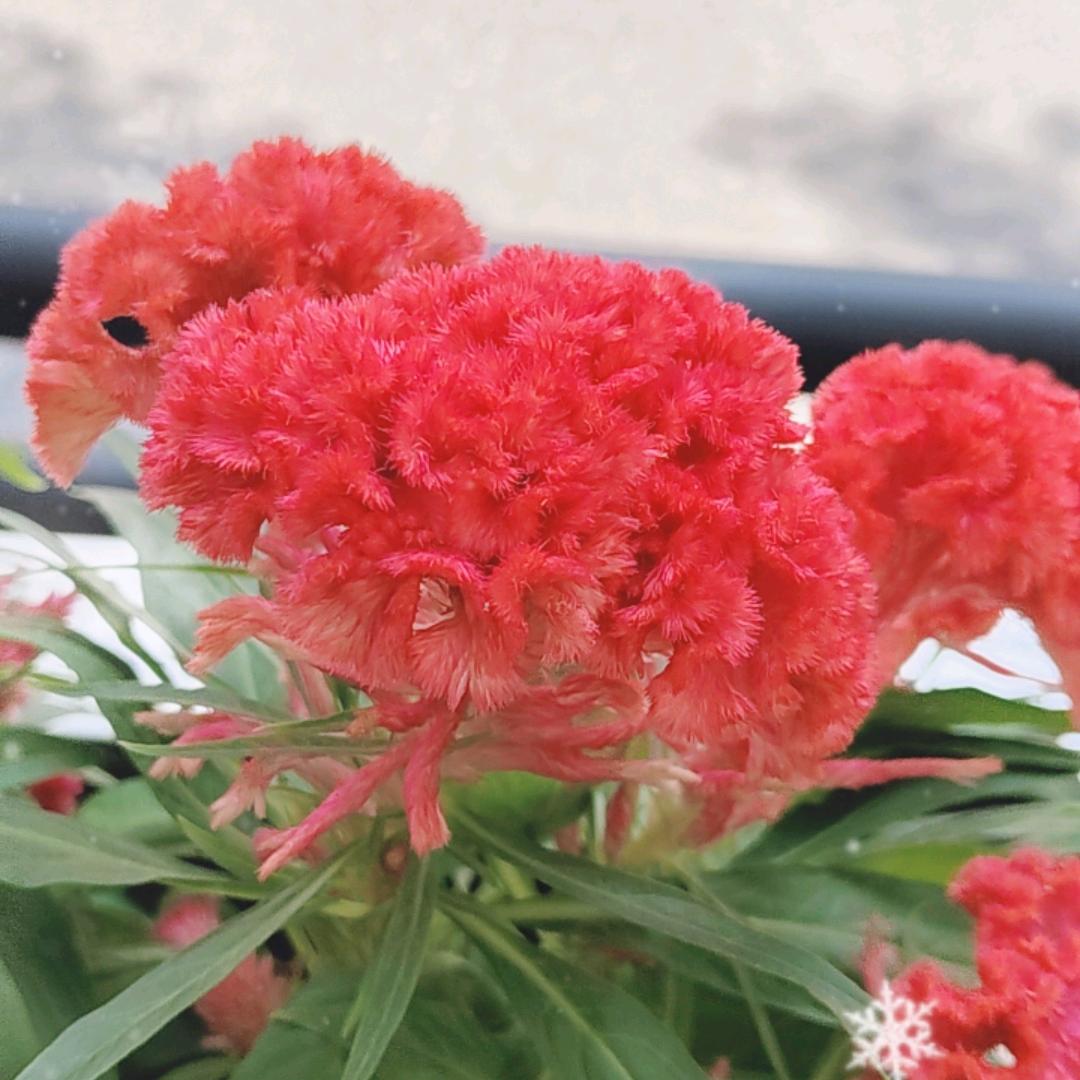 旺旺小仙