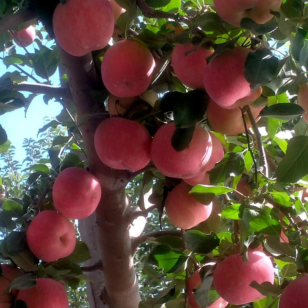 阿克苏冰糖心苹果🍎