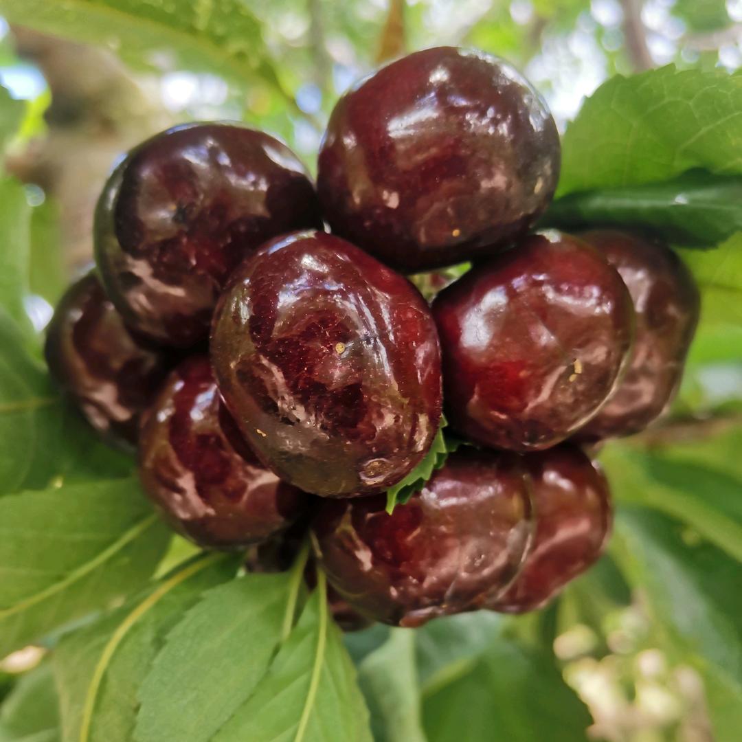 高原水果种植～志全