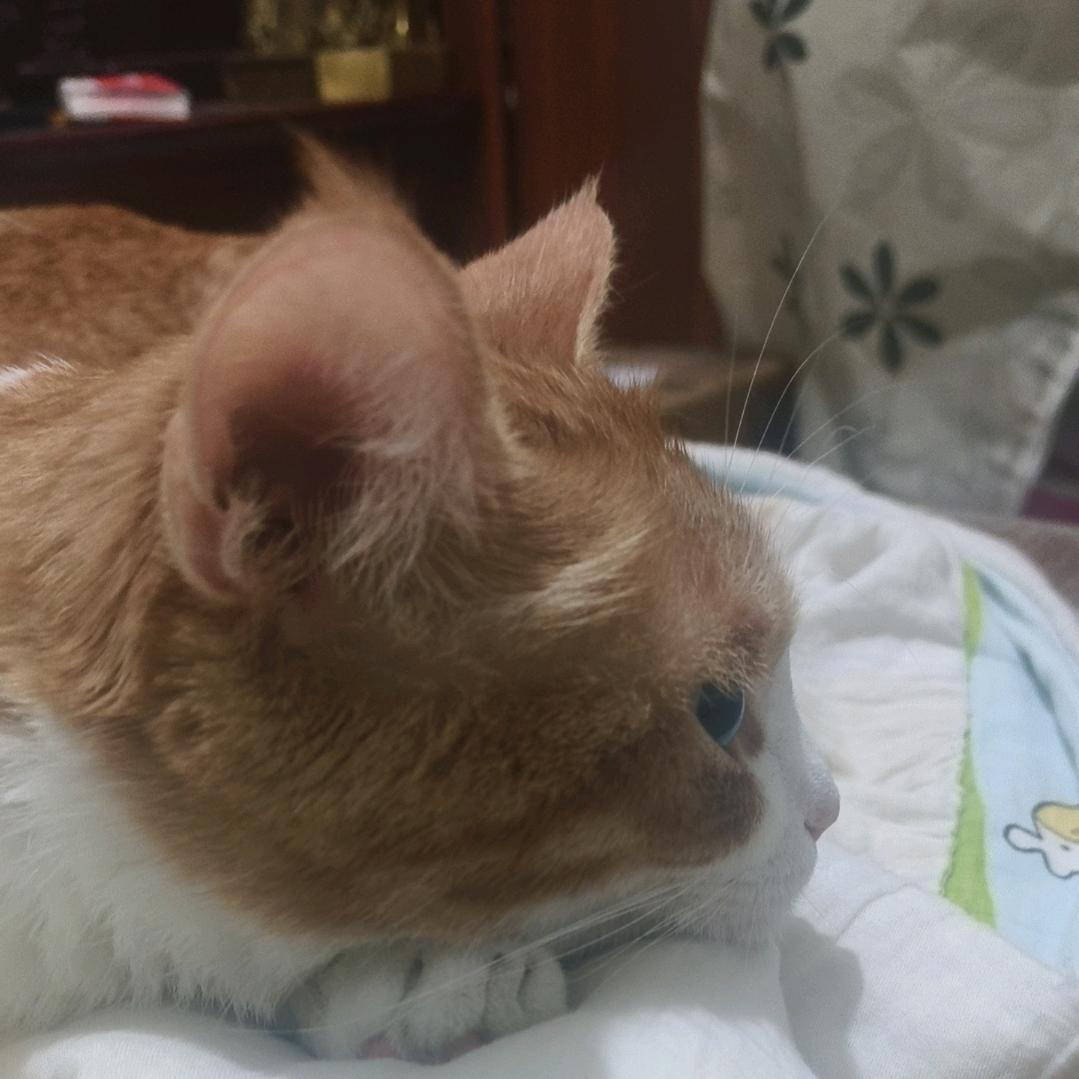 狗仔🐶