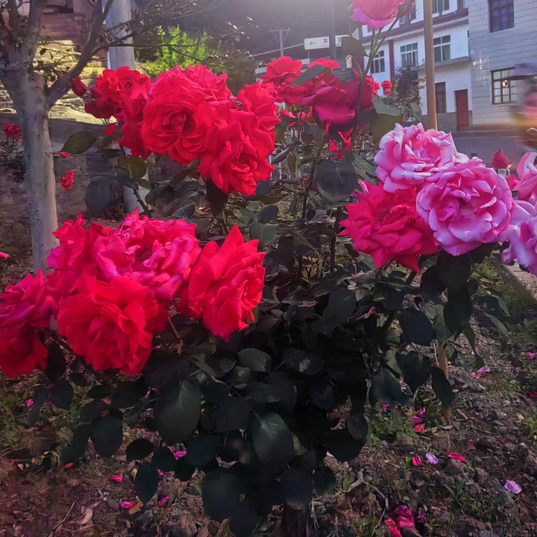 美丽风景空气好心情也美好