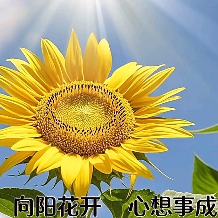 暖心向阳