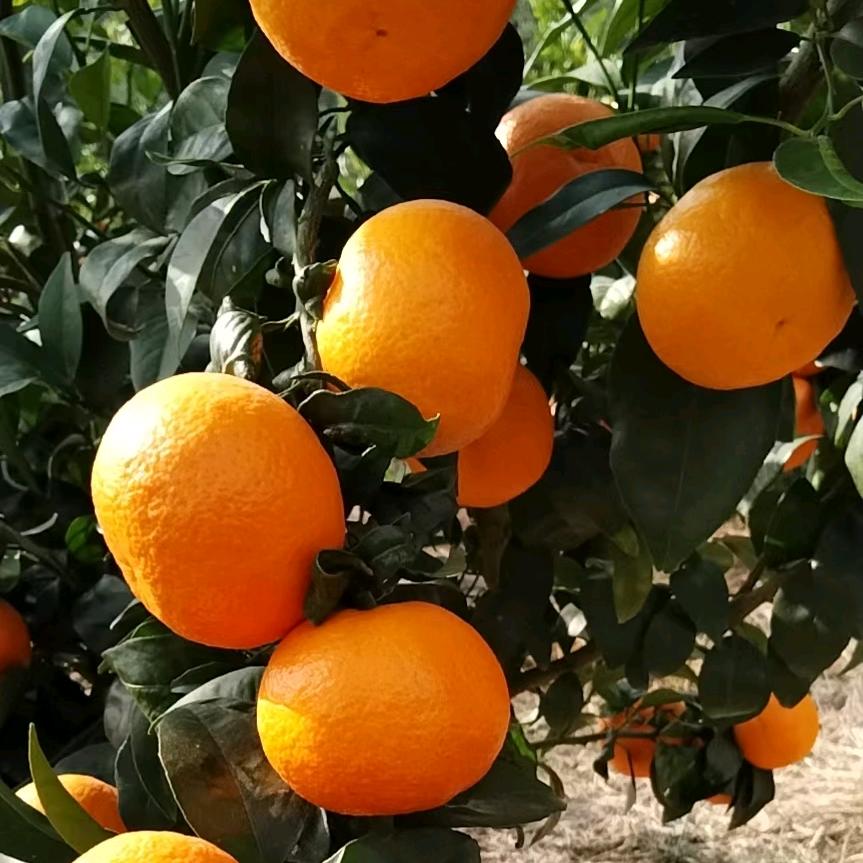 啊成，🍊水果代办🍊嘎洒一腰街一漠沙