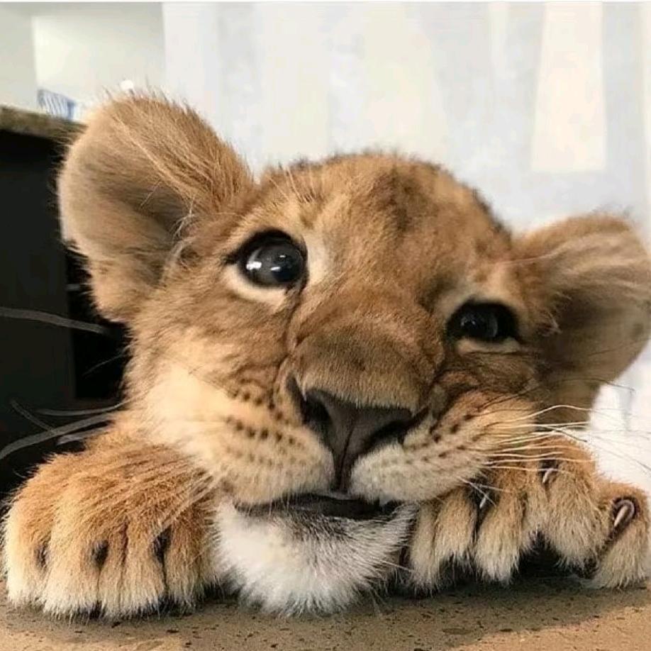 温顺的猫