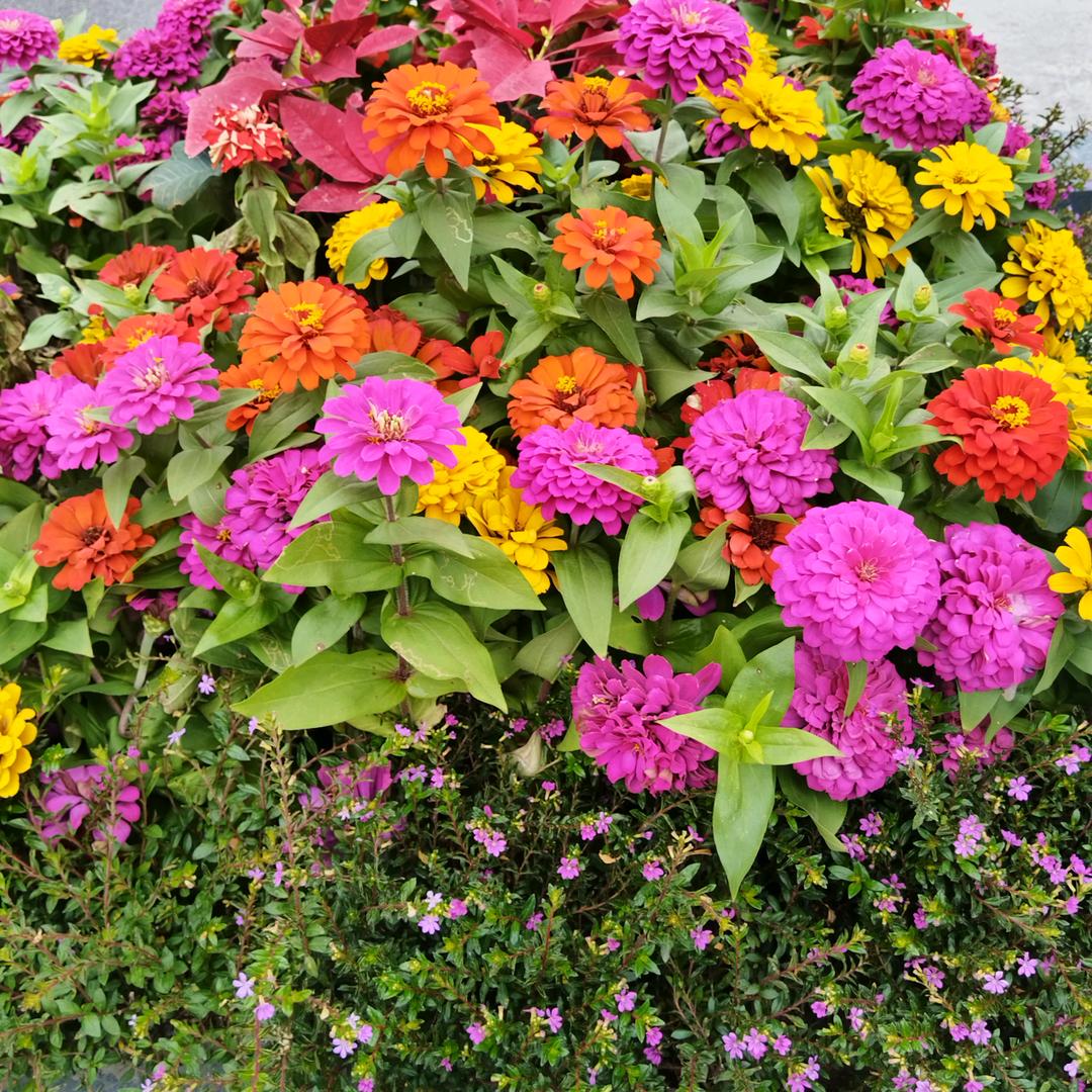ヽ(爱´∀‘爱)ノ    花开富贵