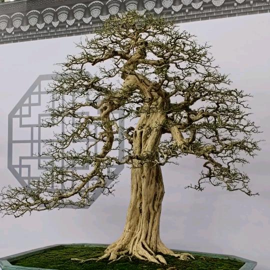 景和园艺