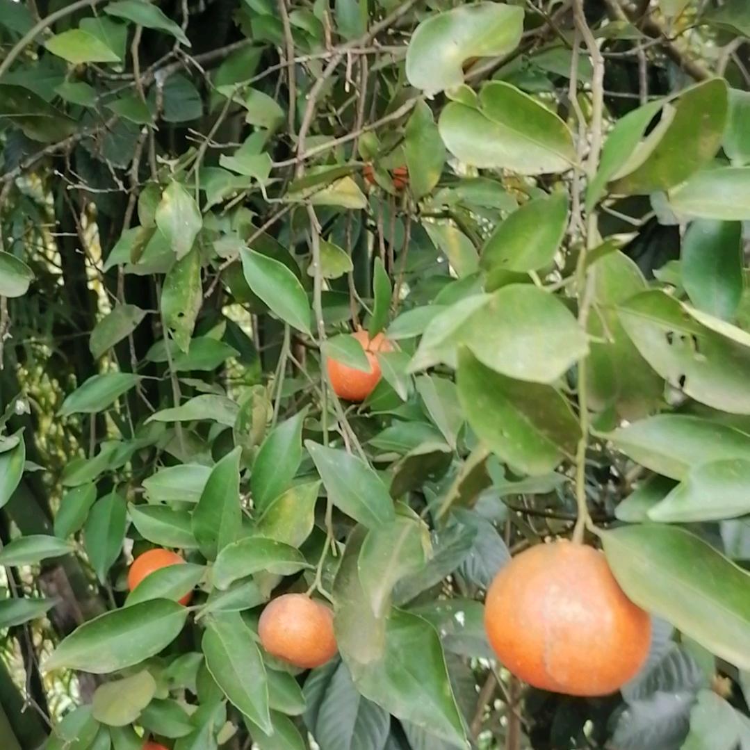 小白兔
