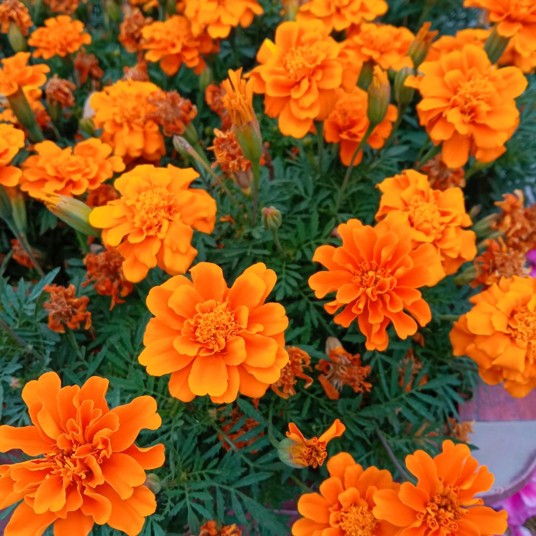 单身征婚，男49岁没孩子