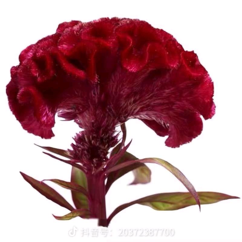 古丽  好物  分享