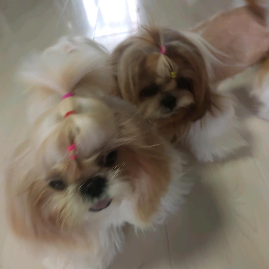 马尔济斯和西施狗繁育