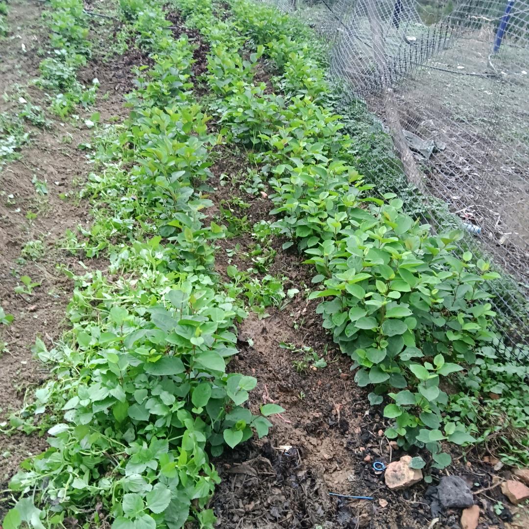 朋友多了路好走