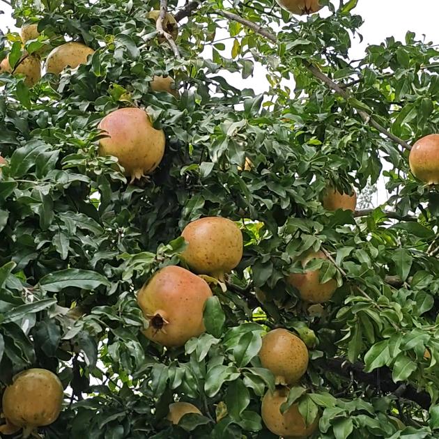 ♥️万事如意♥️