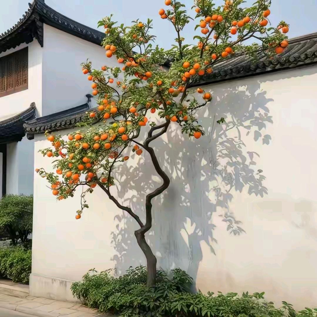 梦鱼🐠