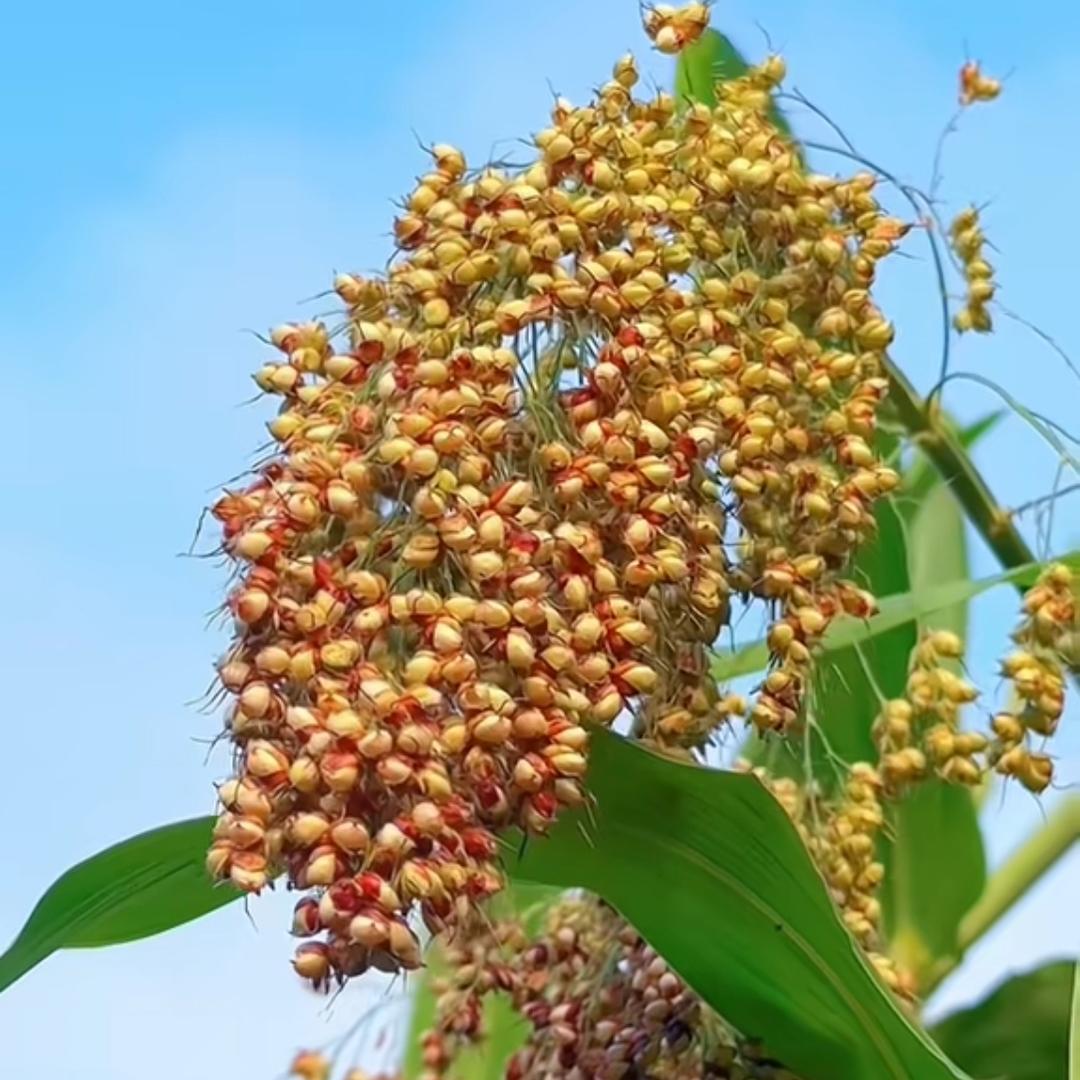 等风来(ಡωಡ)