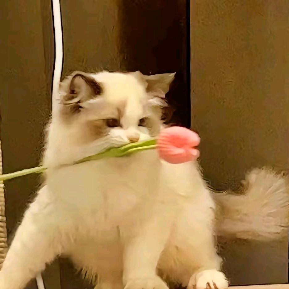 古得莫宁