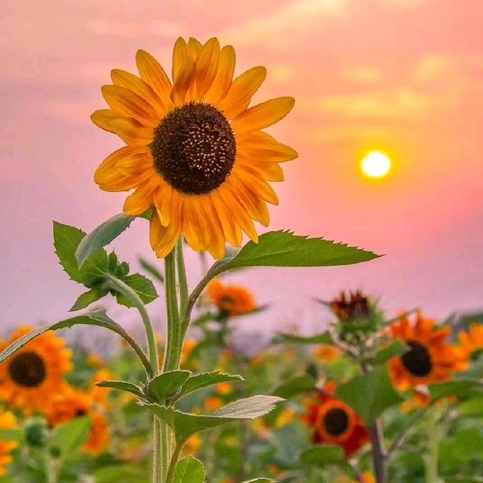 🍇蔡🐣SWaIIOW🍒