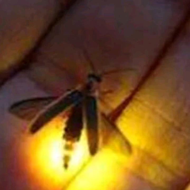 漆黑中的萤火虫 38133114385