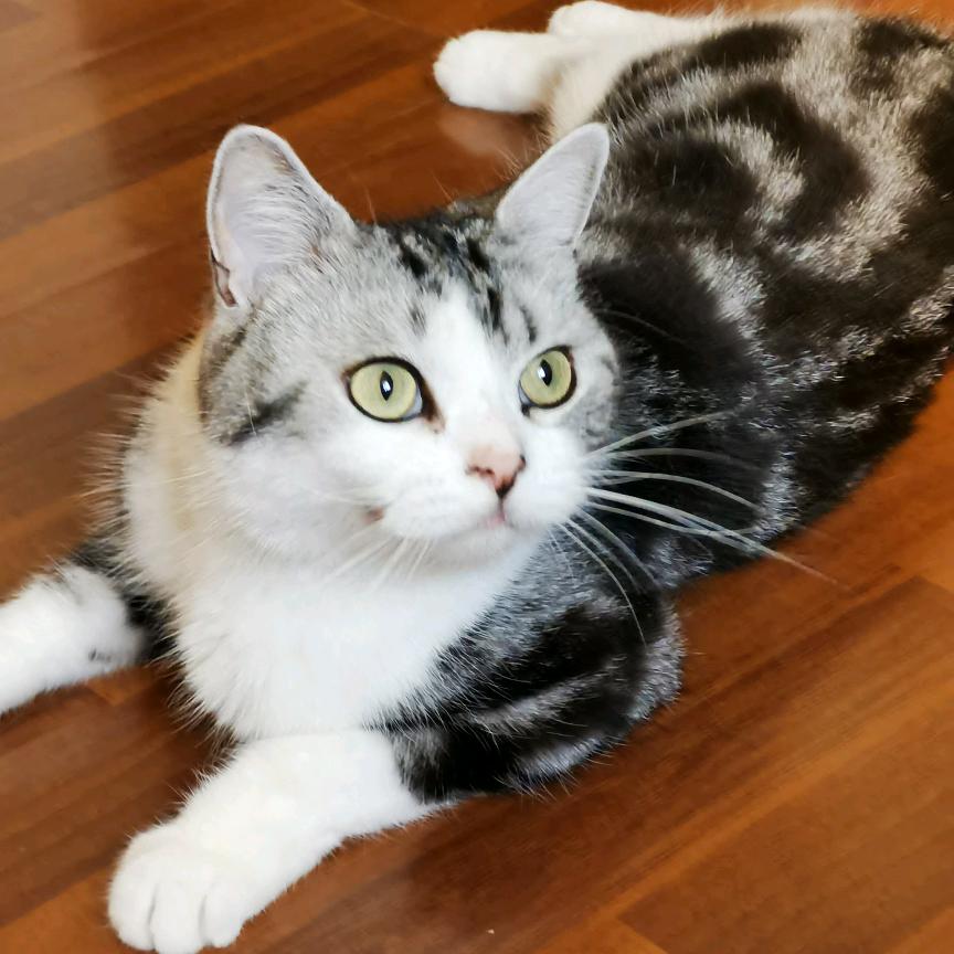 🌈✨🌙五花肉