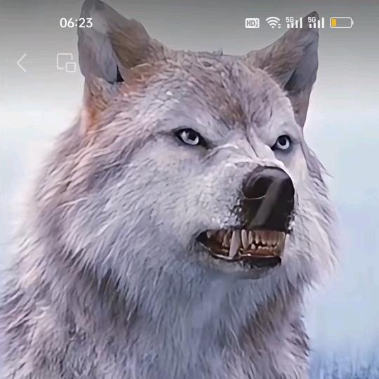 狼哥