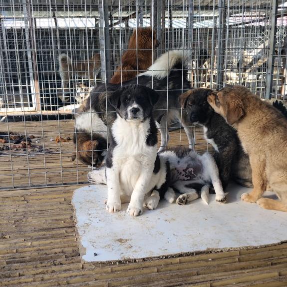 商丘国庆太行犬保育基地