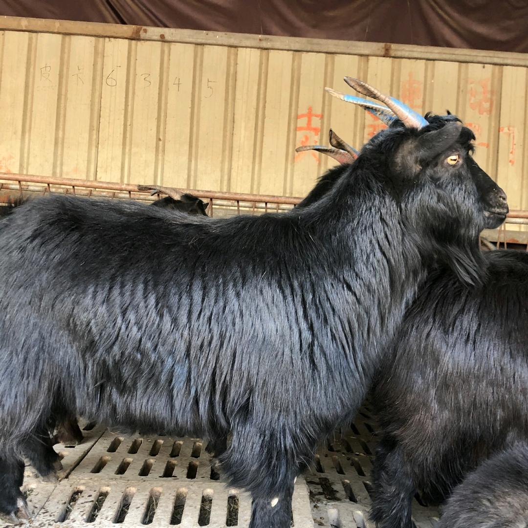 大粒羊肉批发