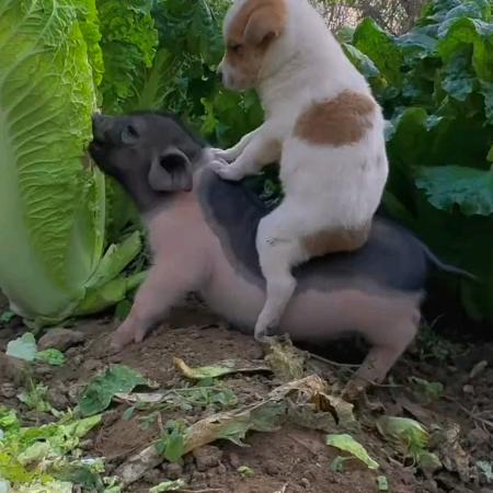 花开自是为他人