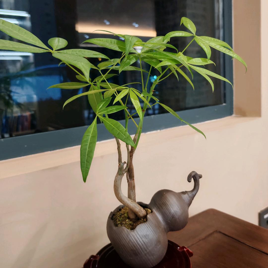 独步江湖