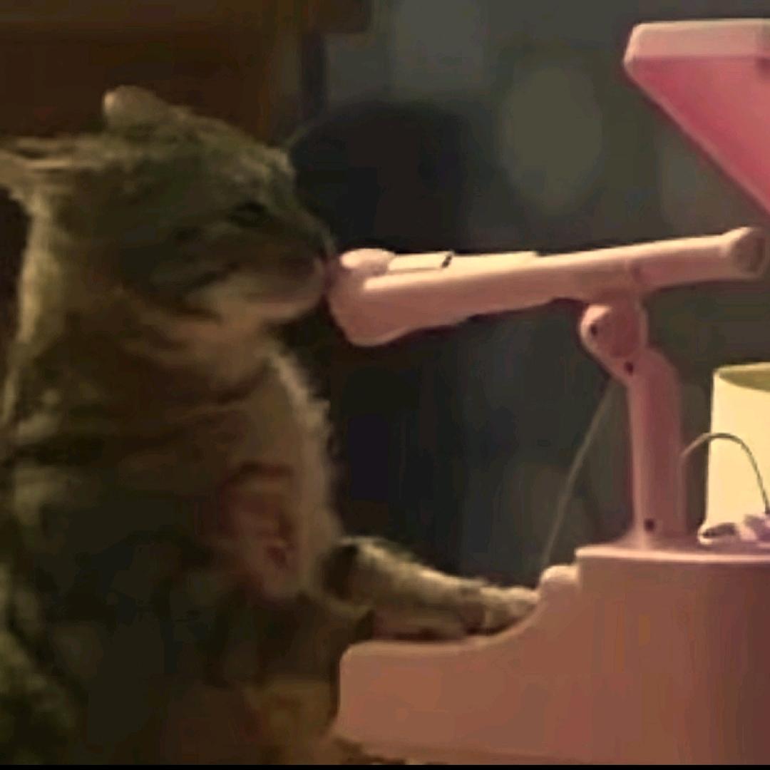 猫meme教主