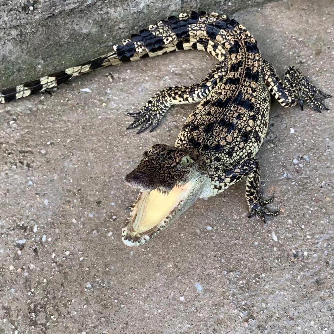 🐊🐊🐊🐊🐊🐊🐊🐊🐊