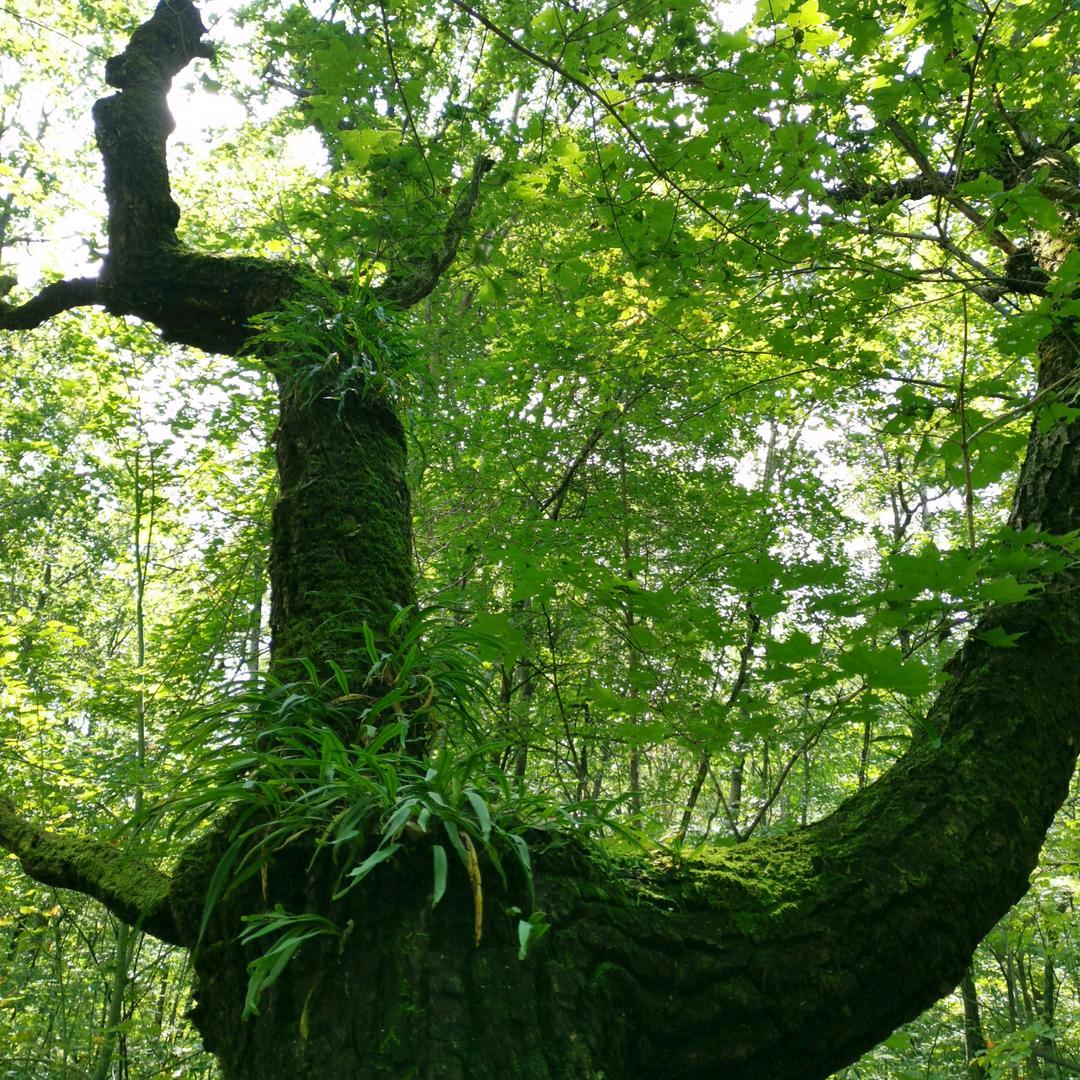 老山芹