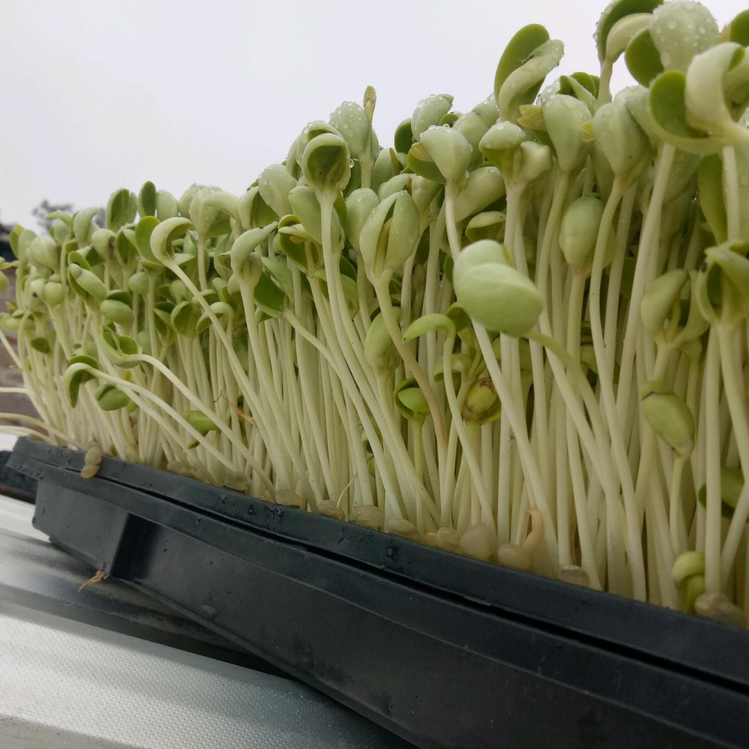 芽苗菜技术服务部