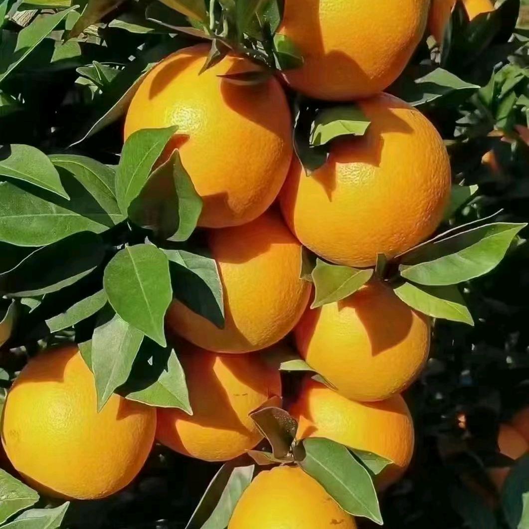 平安是福罗贤明