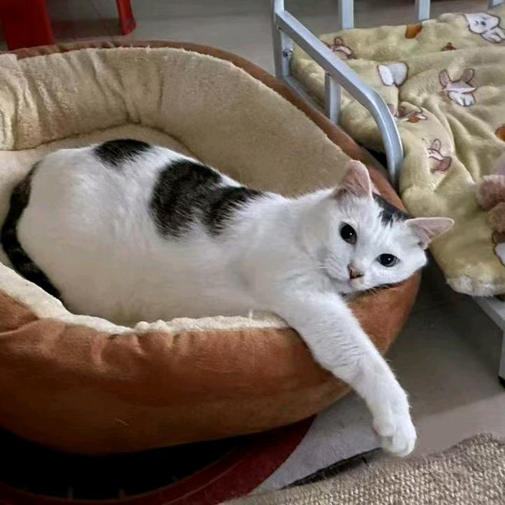 跟着打工人的奶猪