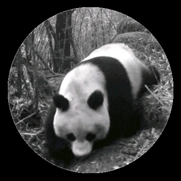 你是猪八戒宝藏屋