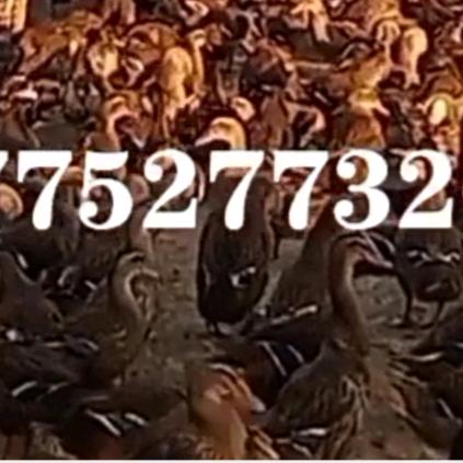 养野鸭子的旺哥