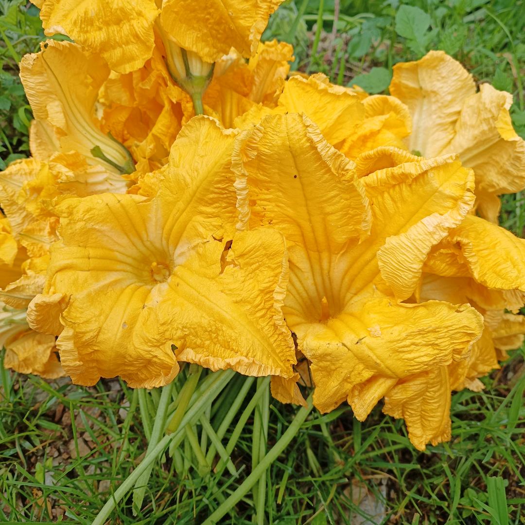 向来缘浅奈何情深