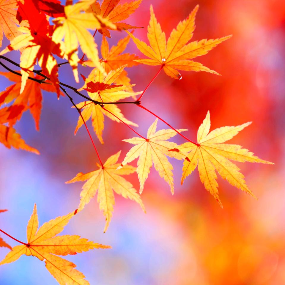 尉氏，38座一56座旅游车