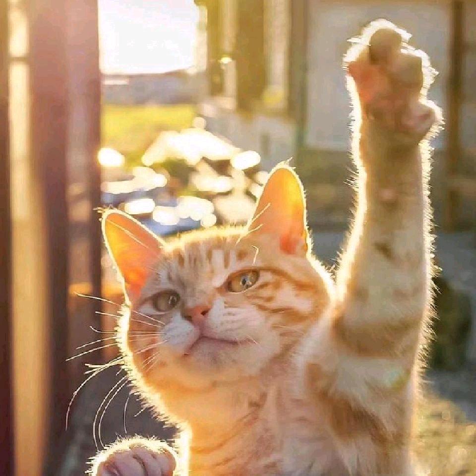 快乐星猫🐱